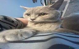 British Shorthair cats for sale: missy! grey british short hair. - Image 27