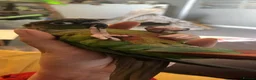 Conures birds for sale: Loki- Green Cheeked Conure, Hand-Reared in Hemel Hempstead - Advert 2