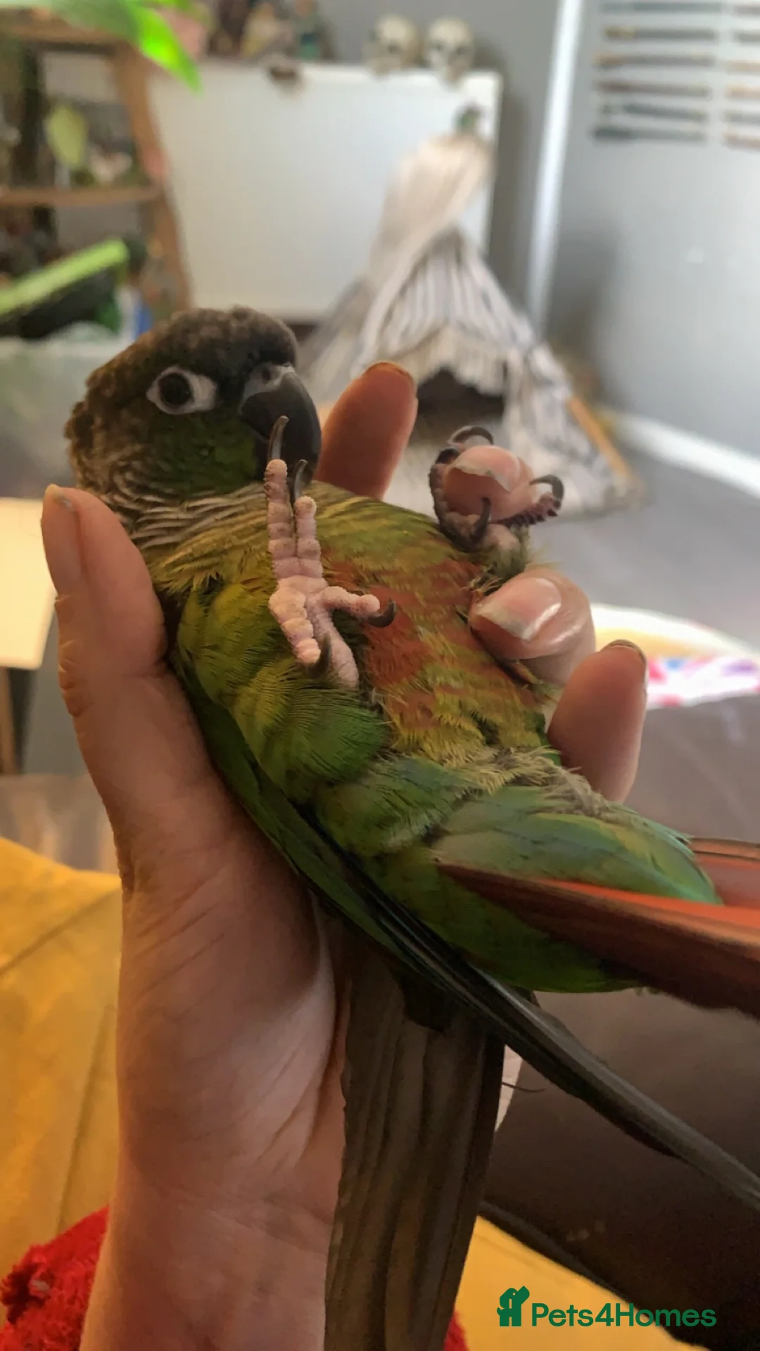 Conures birds for sale: Loki- Green Cheeked Conure, Hand-Reared in Hemel Hempstead - Advert 2