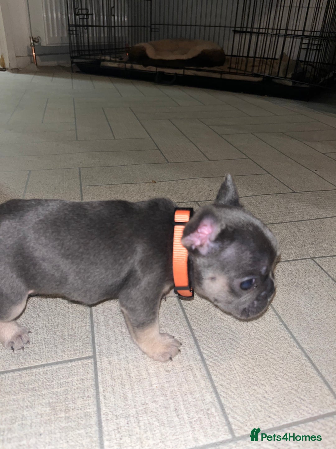 French Bulldog dogs for sale: Cutest frenchies pups  - Advert 37