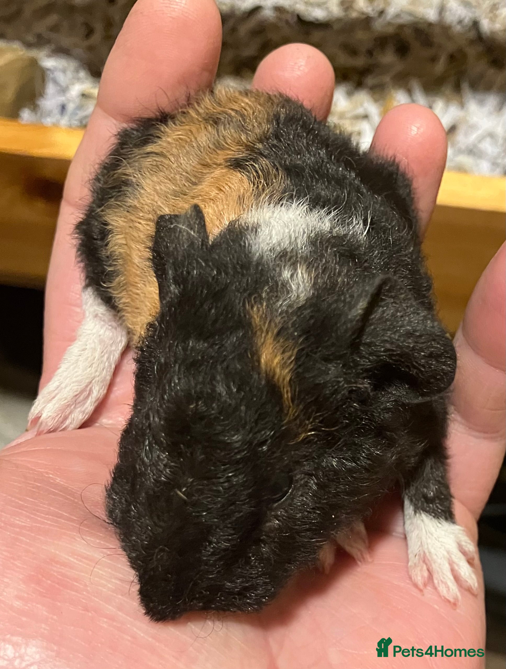 Guinea Pig rodents Handsome Teddy boy - Advert 15