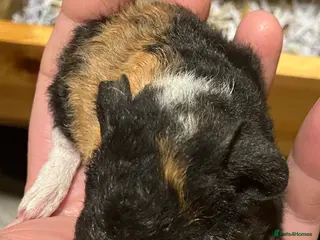 Guinea Pig rodents Handsome Teddy boy - Advert 15