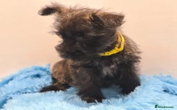 Cairn Terrier dogs for sale: KC Reg, Health tested, 5* licence. Cairns - Image 4