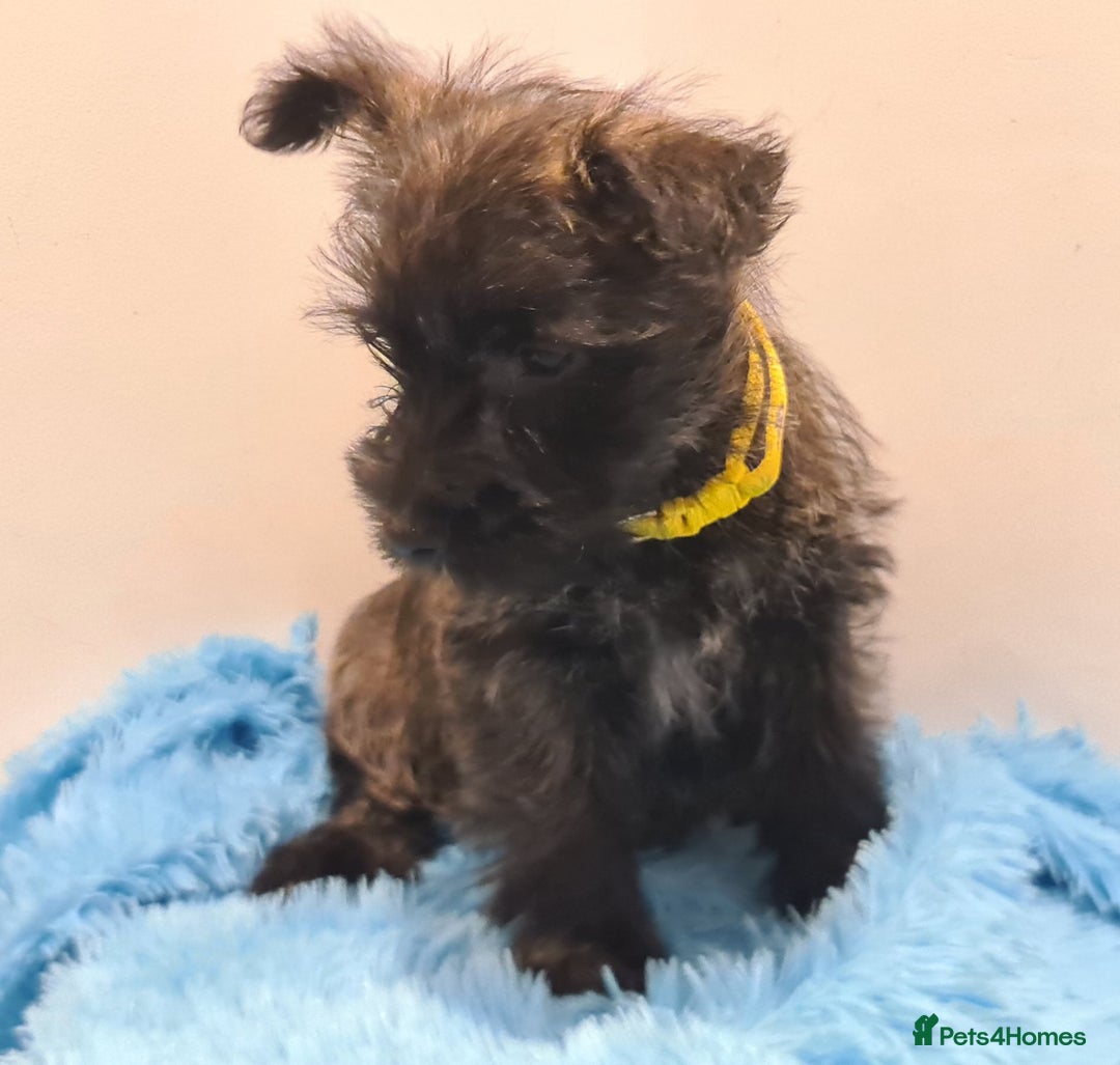 Cairn Terrier dogs for sale: KC Reg, Health tested, 5* licence. Cairns - Image 4