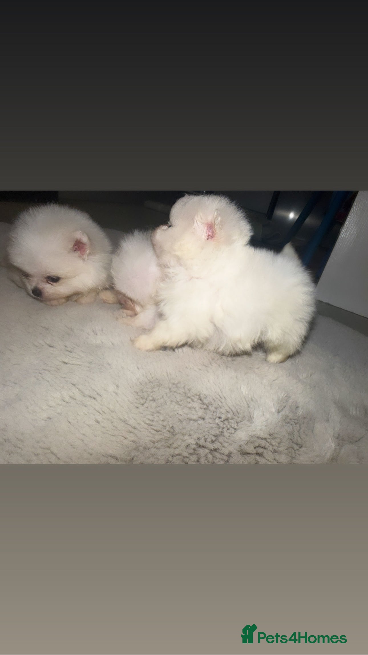 Pomeranian dogs 1 Girl 1 Boy Left - Advert 1