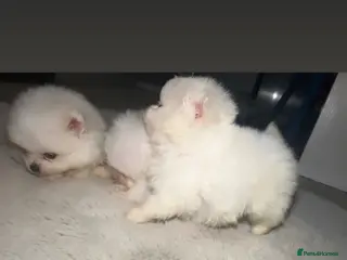 Pomeranian dogs 1 Girl 1 Boy Left - Advert 1