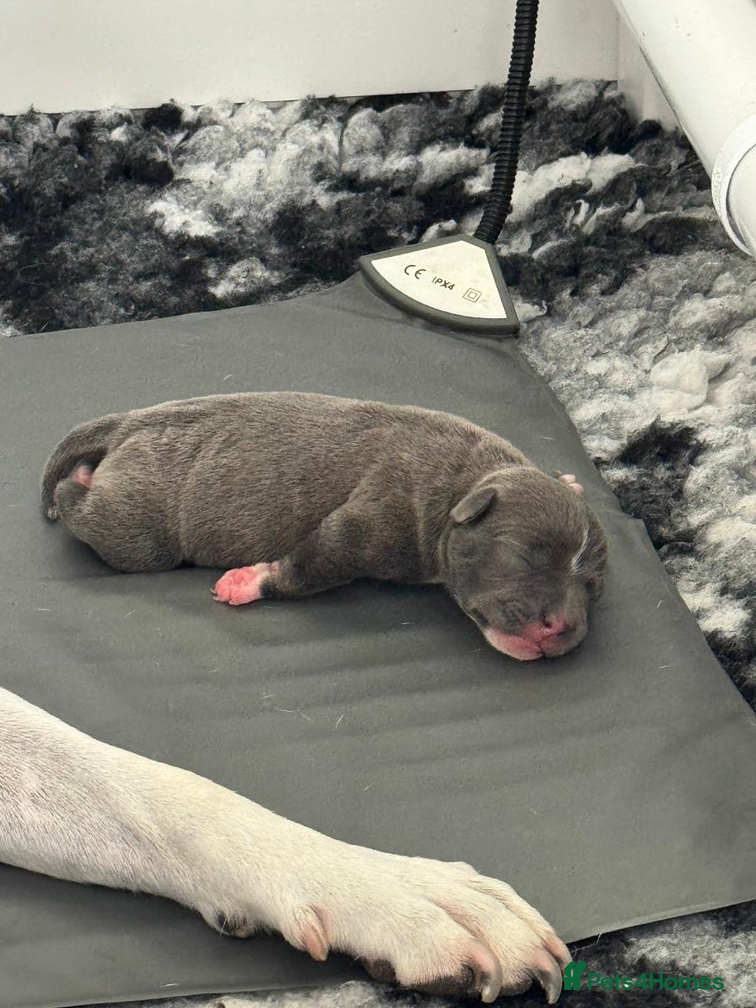 Staffordshire Bull Terrier dogs for sale: Beautiful KC Reg Staffordshire Bull Terrier Pups - Image 3