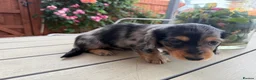 Miniature Dachshund dogs for sale:  Adorable Miniature Dachshund Puppies - Advert 34