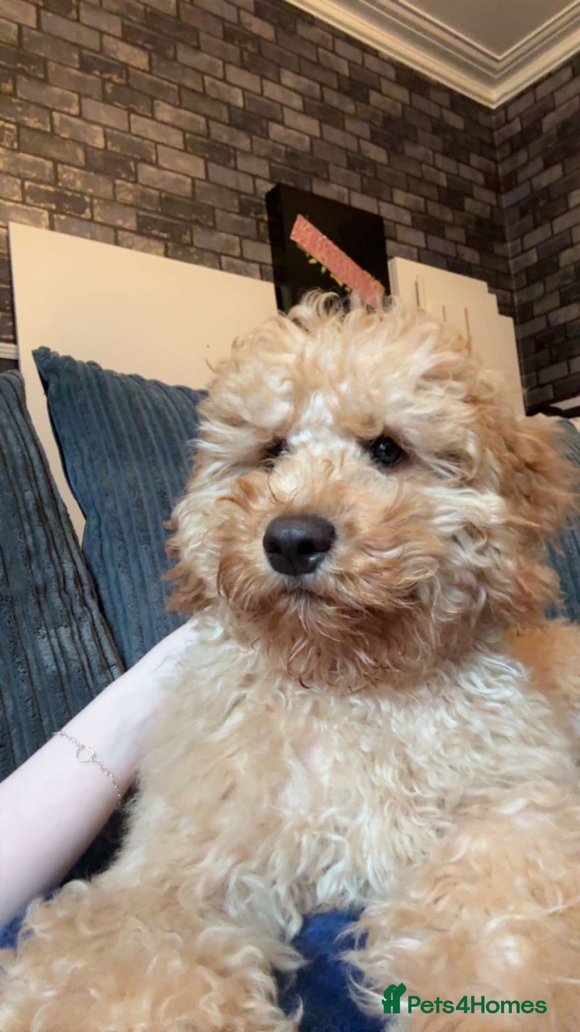 Cockapoo dogs Stunning cockapoo - Advert 15