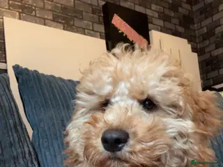 Cockapoo dogs Stunning cockapoo - Advert 15