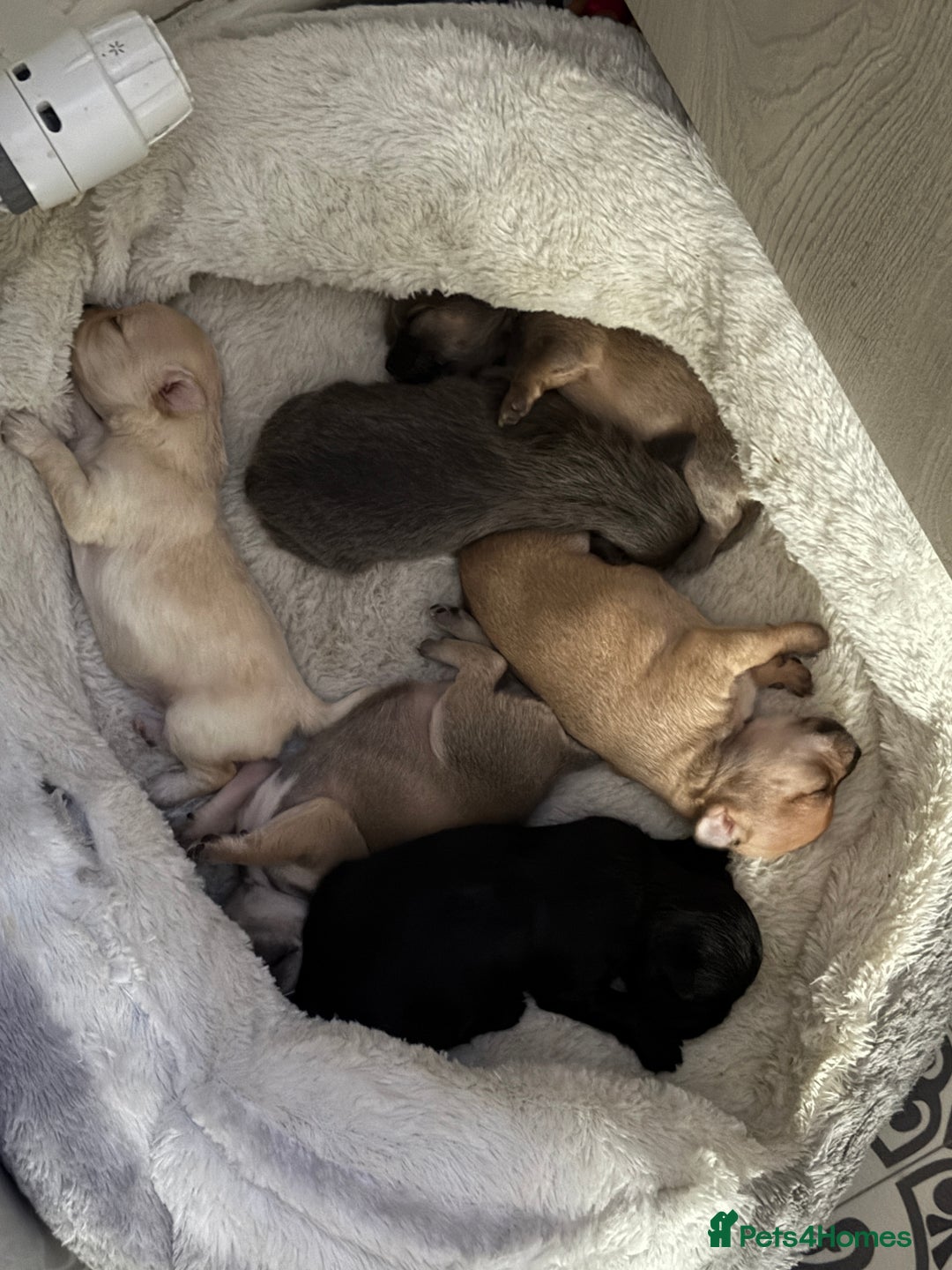 Chug dogs for sale: 6 beautiful chug puppies for sale ❤️ - Image 19