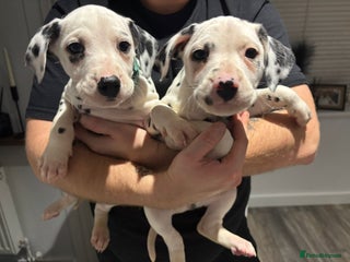 Dalmatian dogs Dalmatians for Sale (Last 2 Boys Left) - Advert 5