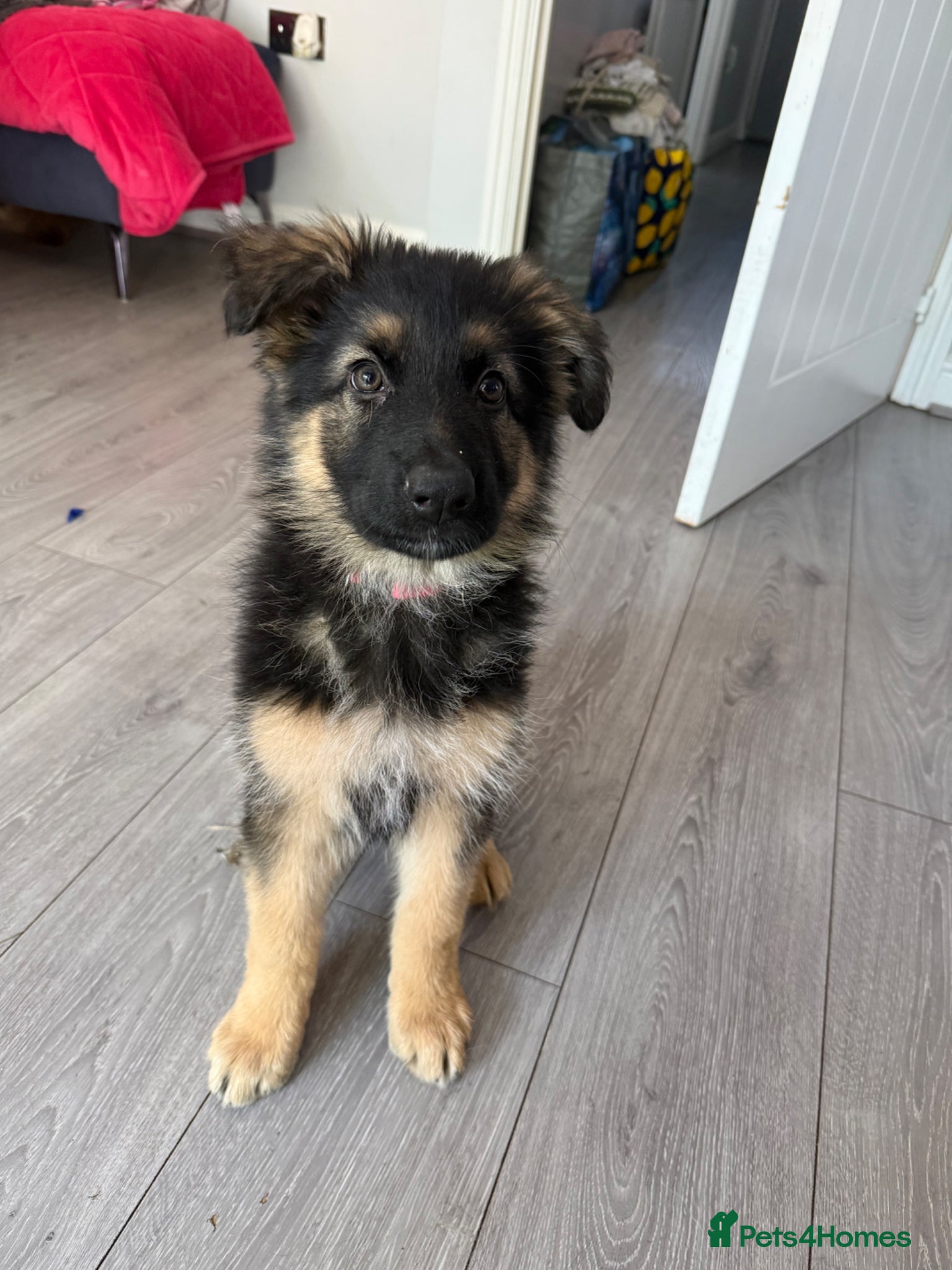 German Shepherd dogs 10 week old german shepherd puppies  - Advert 1