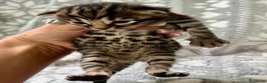 Bengal Kitten 2