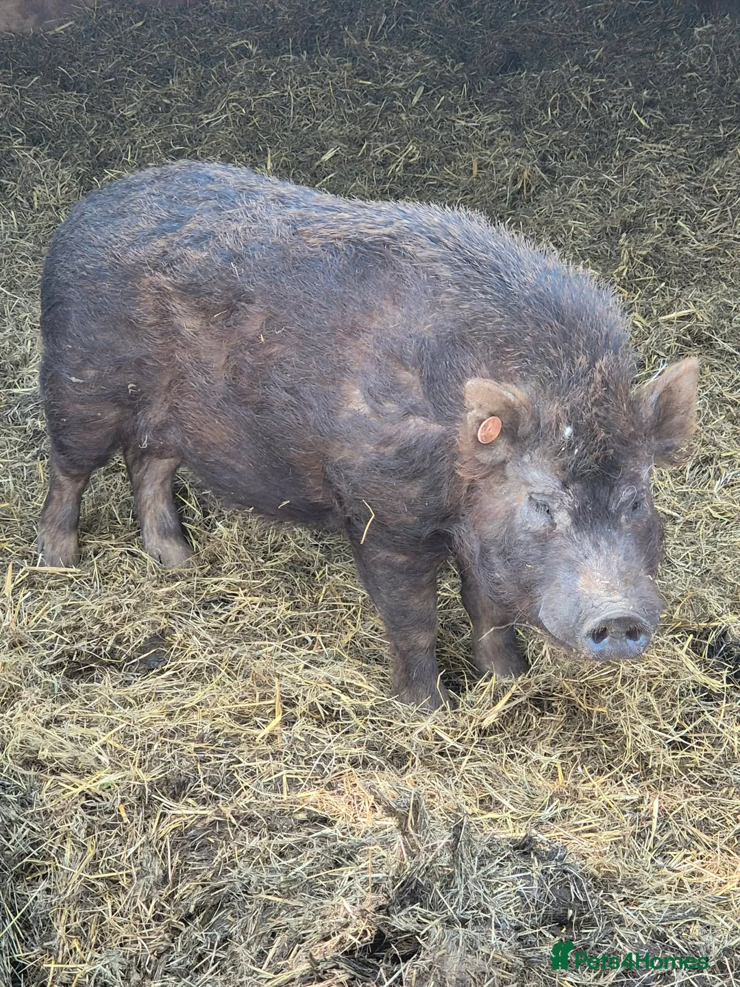 Pig livestock for sale: Young male pig , juliana , micro pig - Advert 6