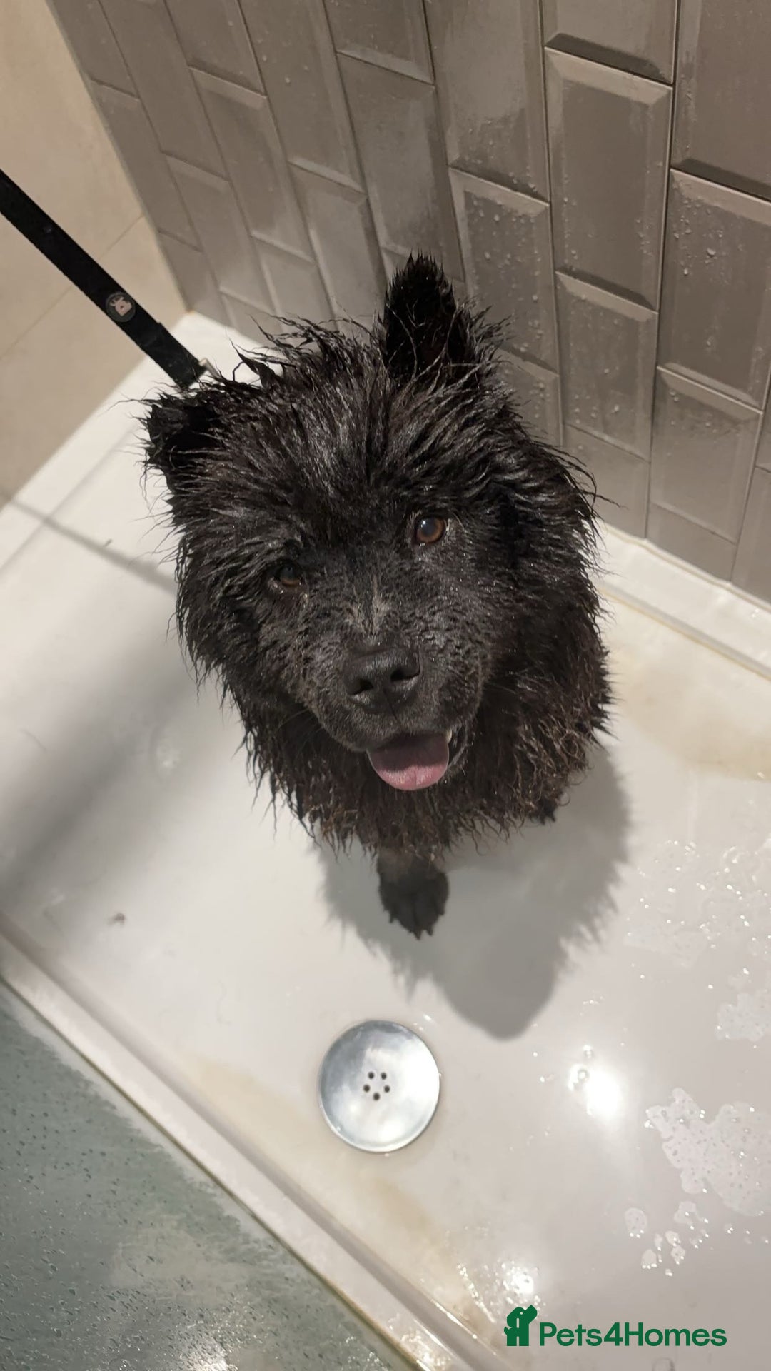 Chow Chow dogs for sale: Loving Chow Chow looking for a urgent home - Advert 5