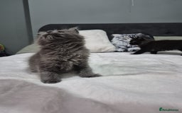 Maine Coon cats for sale: Stunning litter of maine coon kittens  - Advert 7