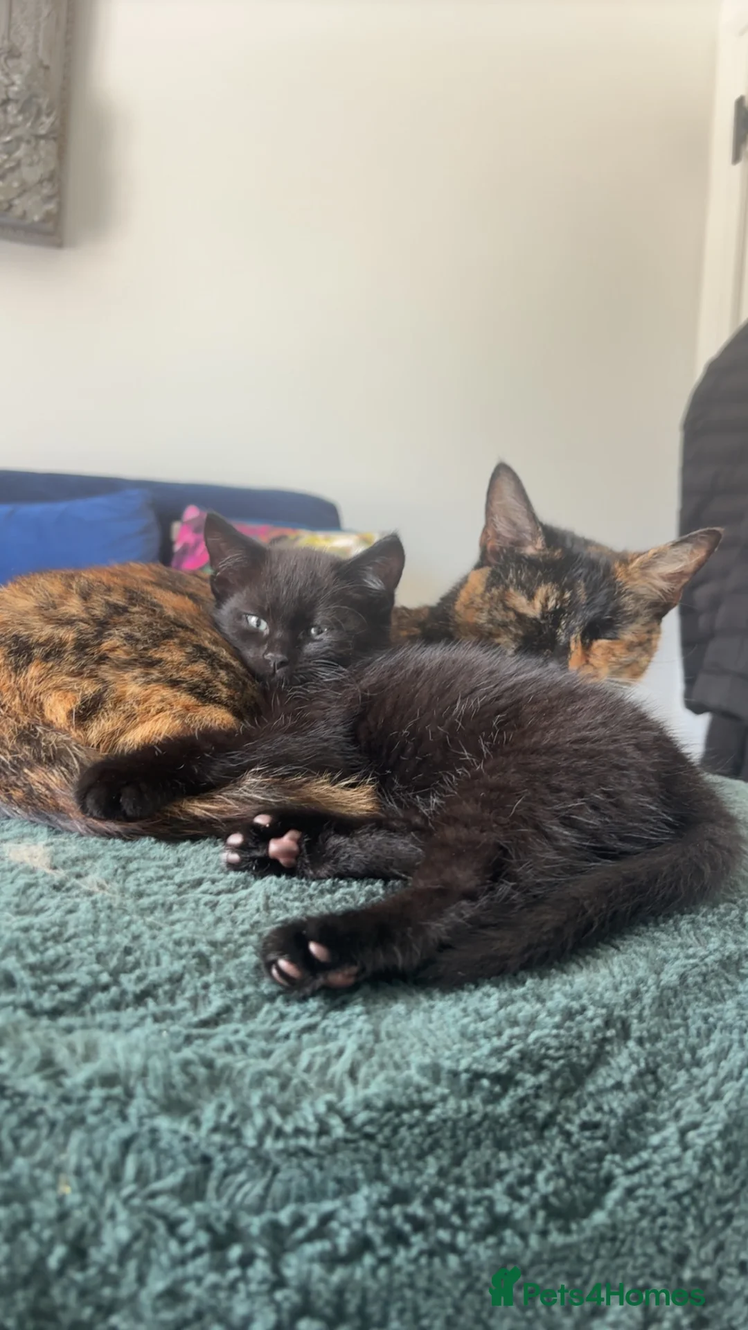 Mixed Breed cats for sale: 🐾🖤Gorgeous Boy kitten🖤 ready now  in Harleston - Advert 1