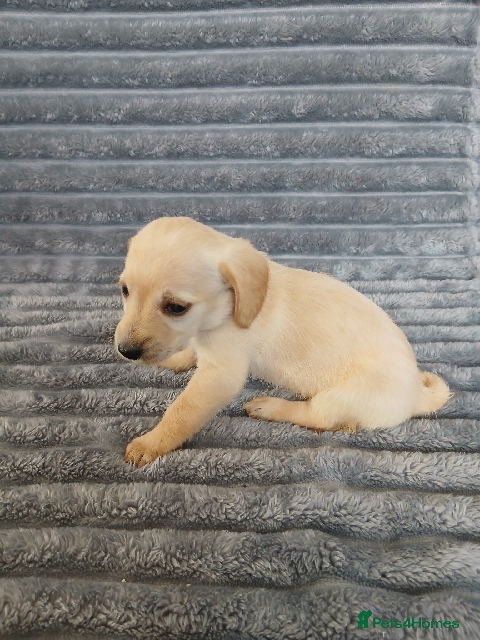 Mixed Breed dogs for sale: 8 dachshund x jack Russel puppies  in Henfield - Advert 5