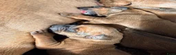 Rhodesian Ridgeback dogs for sale: Outstanding Rhodesian Ridgeback puppies in Darwen - Advert 3
