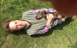 Miniature Dachshund dogs for stud: Looking for wife! Mini Wirehaired Dachshund - Image 15