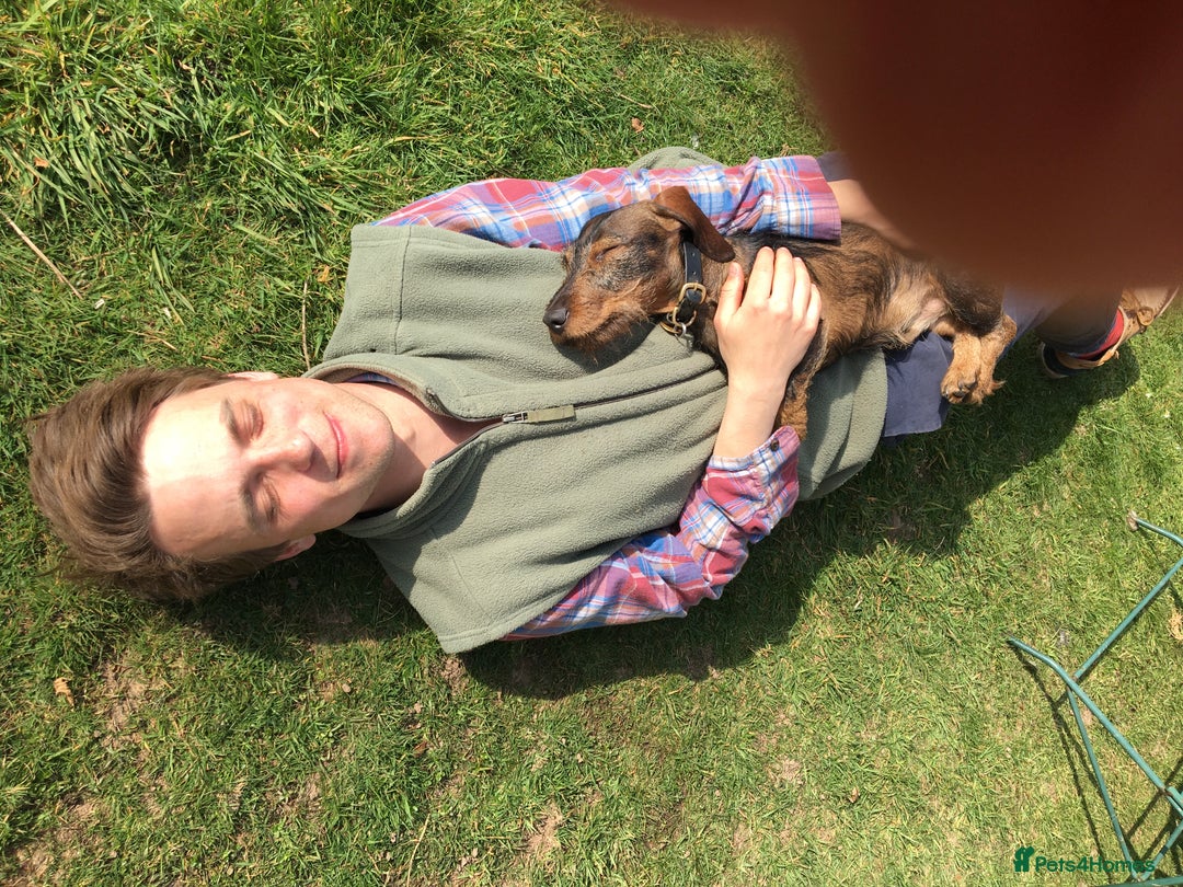Miniature Dachshund dogs for stud: Looking for wife! Mini Wirehaired Dachshund - Image 15