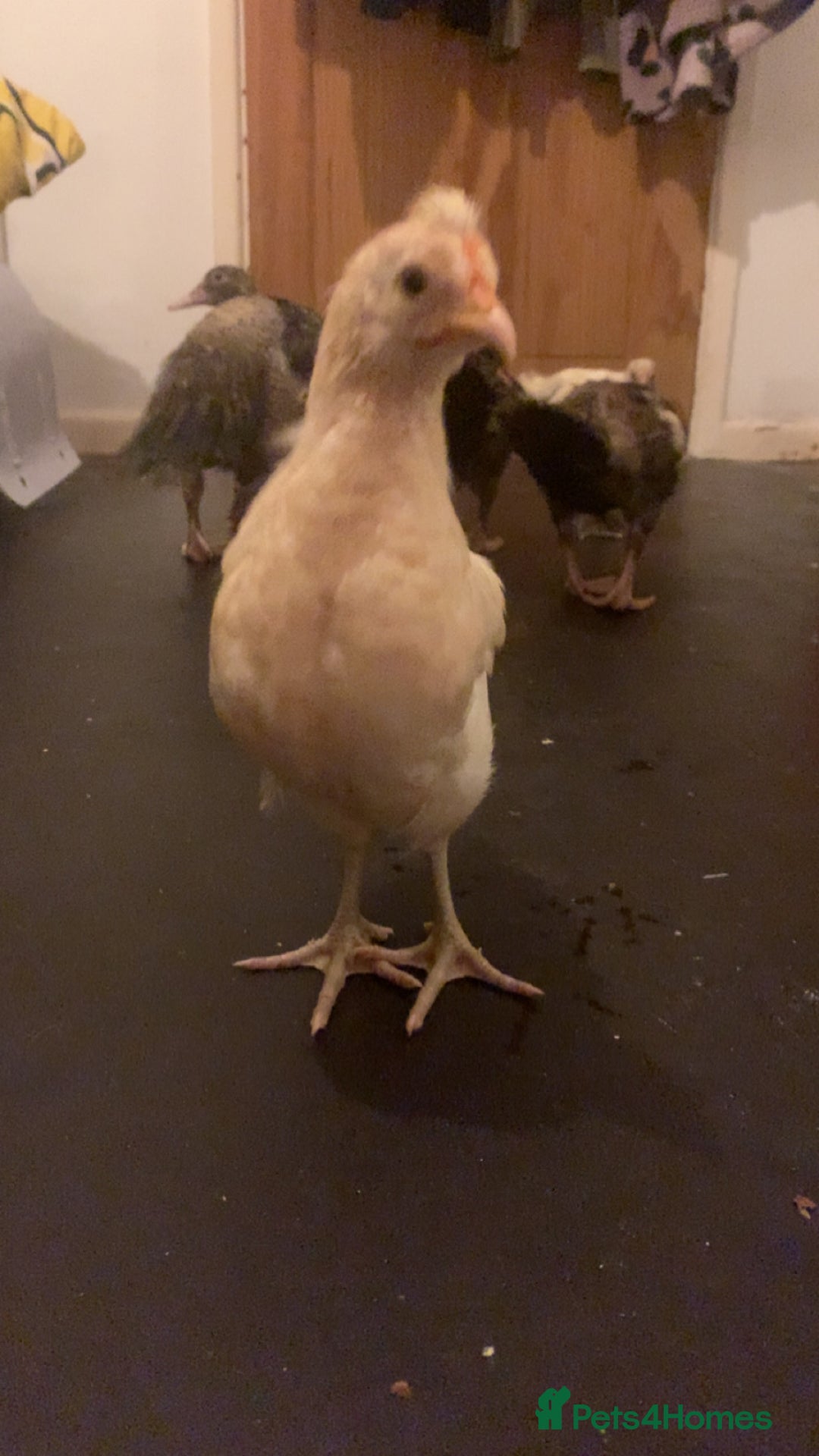 Chickens poultry for sale: 2 chicks for a new home  - Advert 5