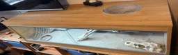 Bearded Dragon reptiles for sale: Red leatherback bearded dragon 🧡 in Petersfield - Advert 8