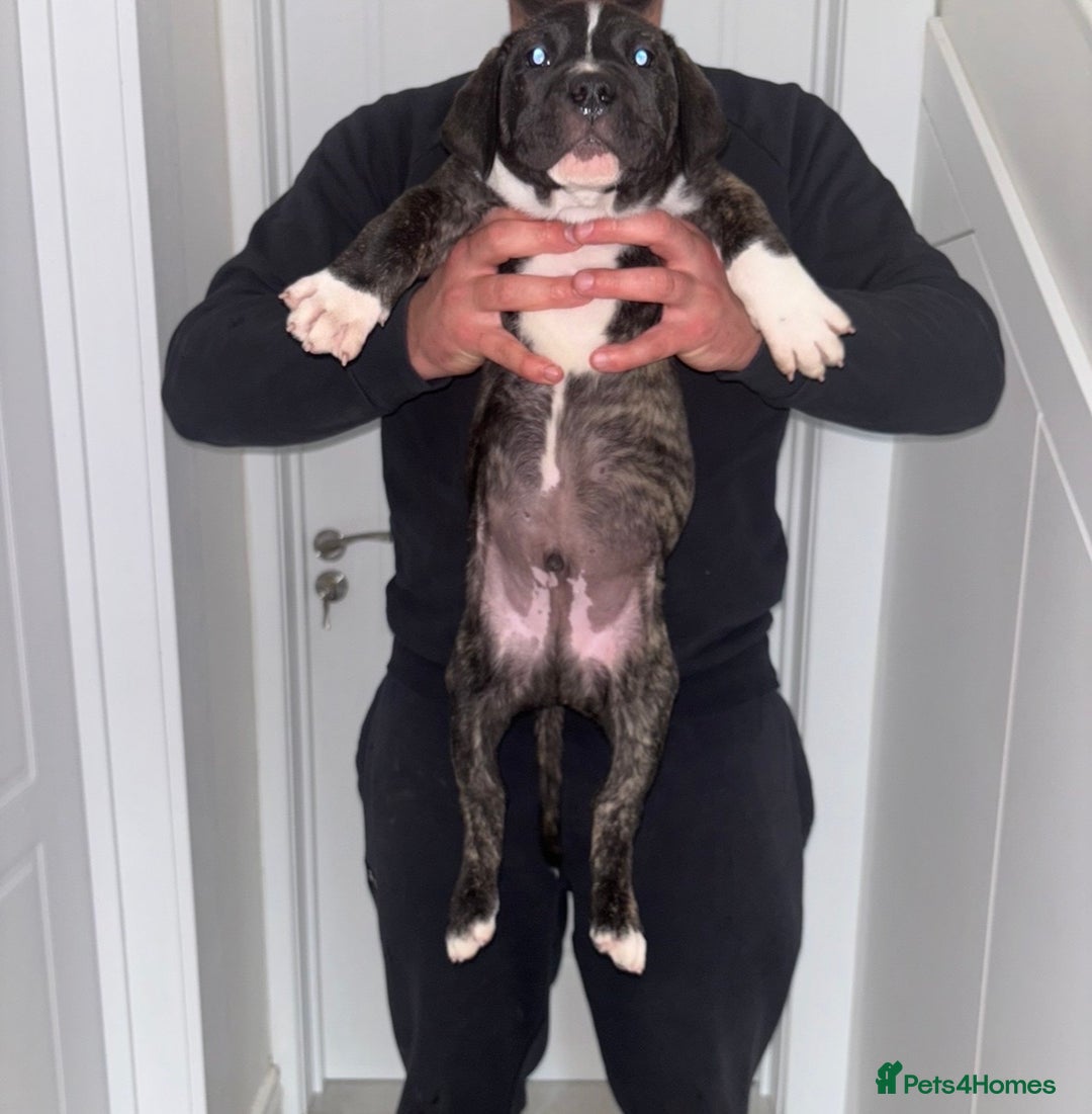 Mastiff dogs for sale: Mastiff hybrid  - Image 7