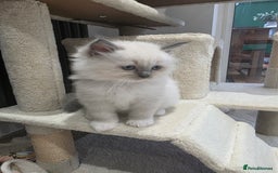 Ragdoll cats for sale: Ragdol mix 4 girls 1 boy - Image 3