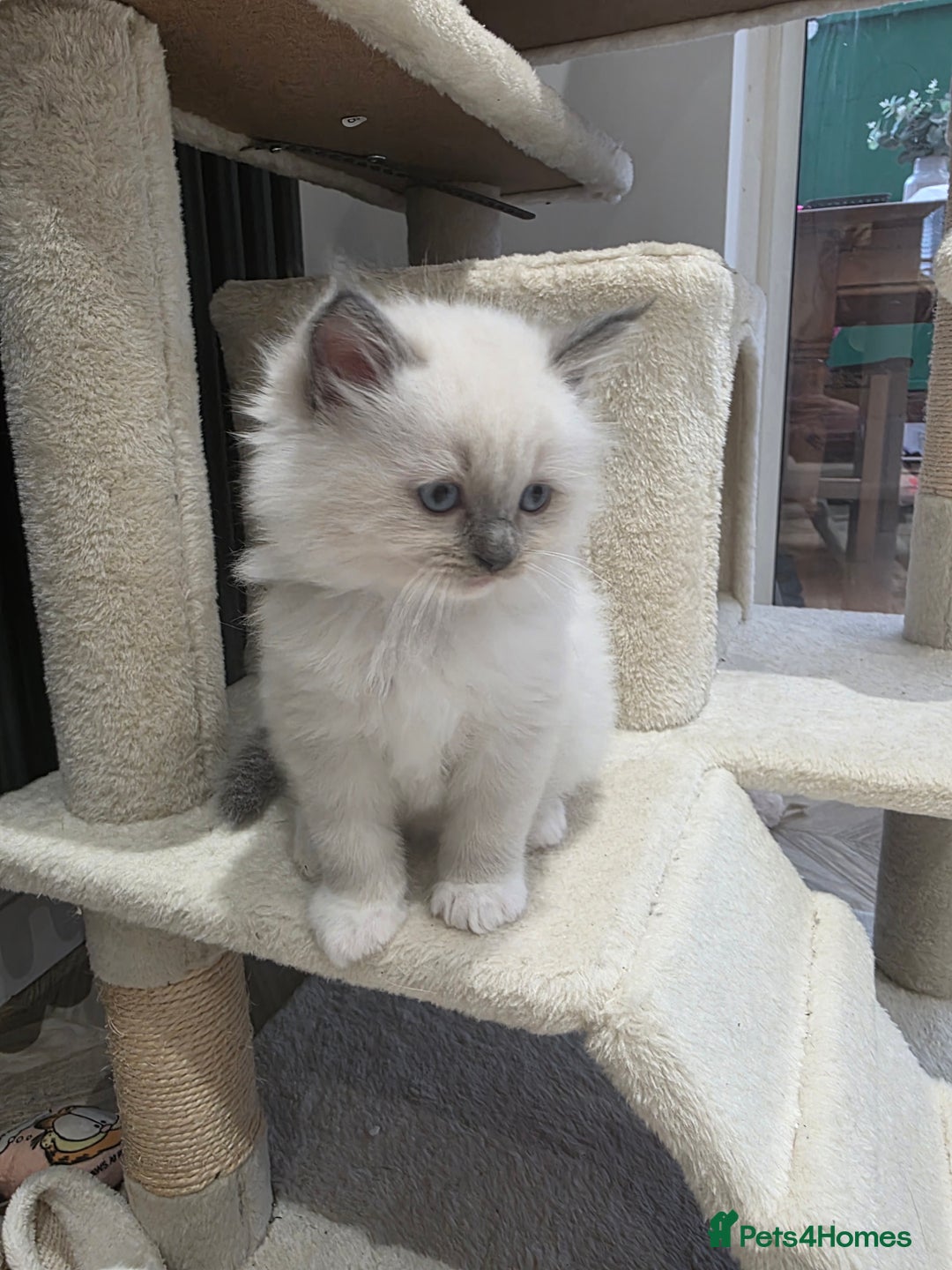 Ragdoll cats for sale: Ragdol mix 4 girls 1 boy - Image 3