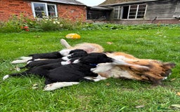 Sprollie dogs for sale: Beautiful Sprollie Puppies for sale - Image 5