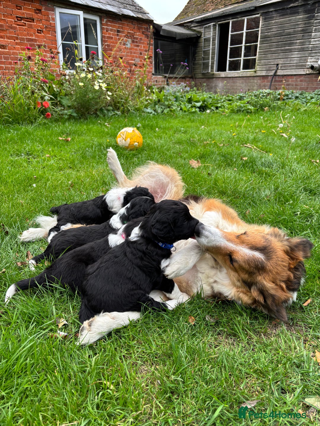 Sprollie dogs for sale: Beautiful Sprollie Puppies for sale - Image 5