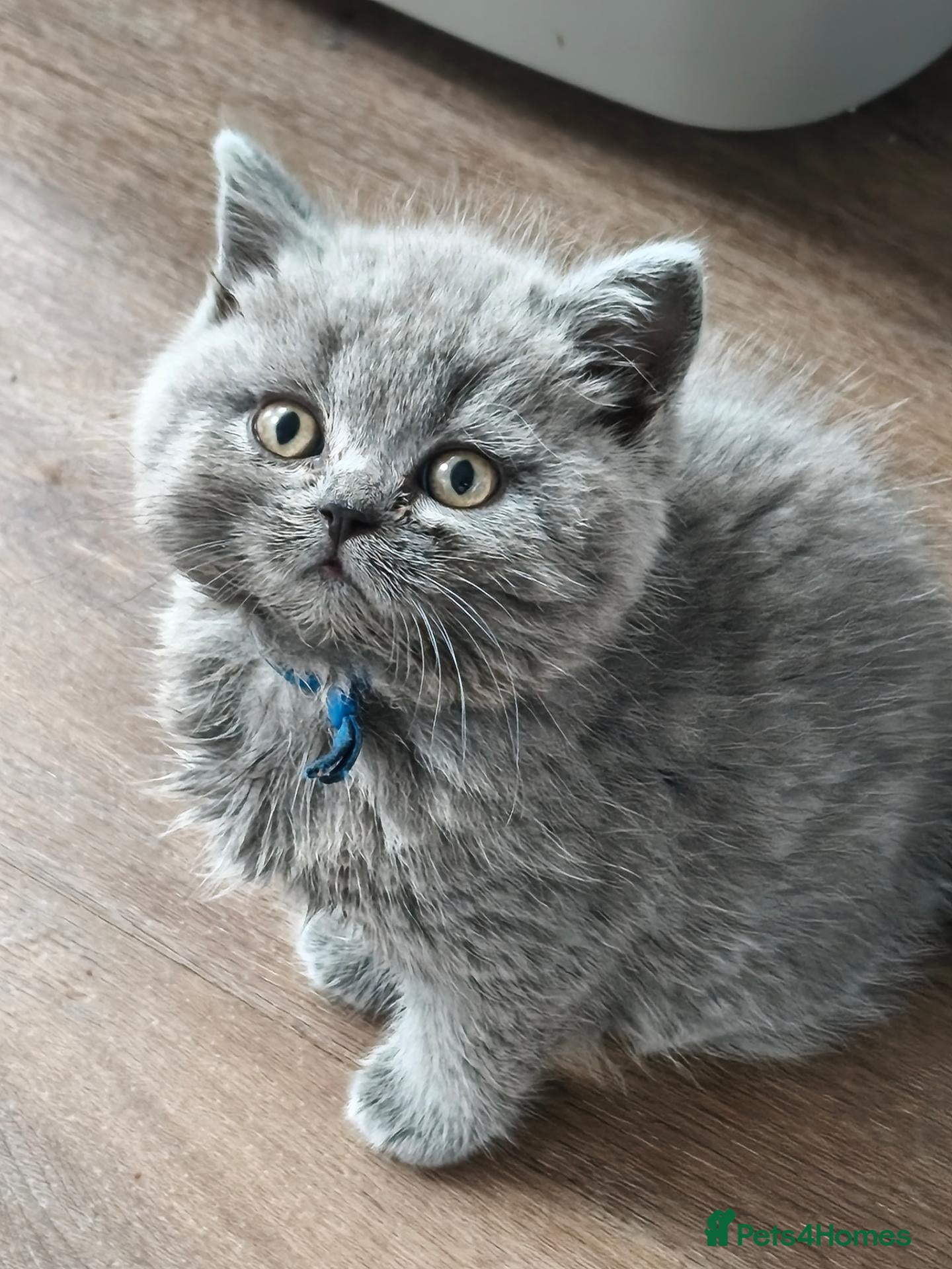 British Shorthair cats British shorthair and British longhair - Advert 2