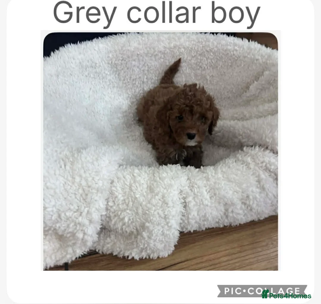 Cavapoo dogs for sale: Cavapoo puppies  in Swadlincote - Advert 5