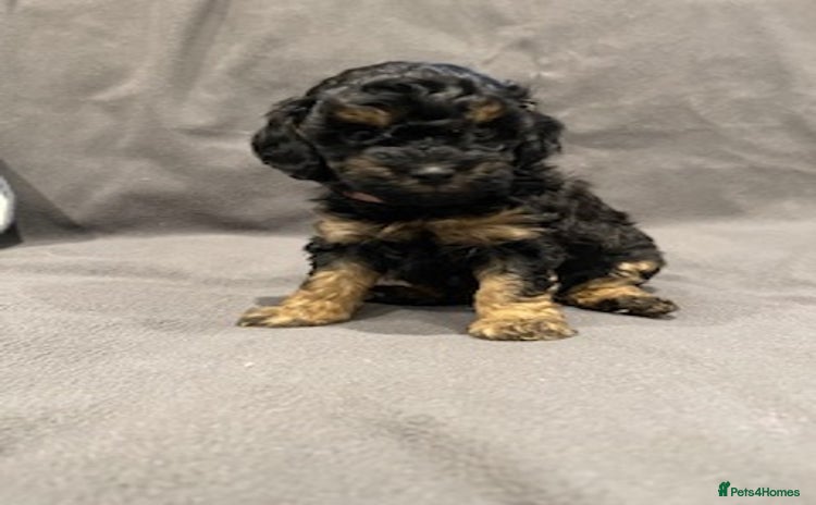 Toy Poodle dogs - Advert 8