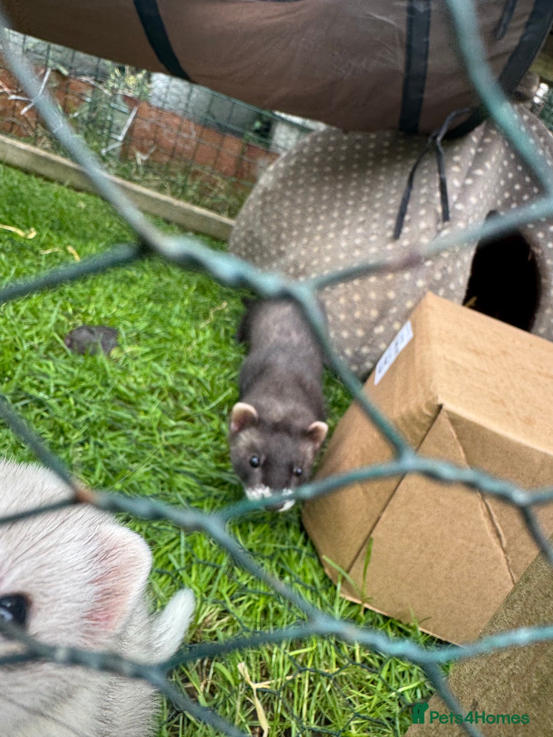 Ferret rodents for sale: Playful polecat Jill kit  - Image 2
