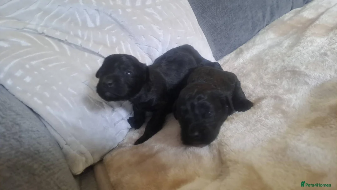 Cockapoo dogs for sale: Beautiful cockapoos - Advert 5