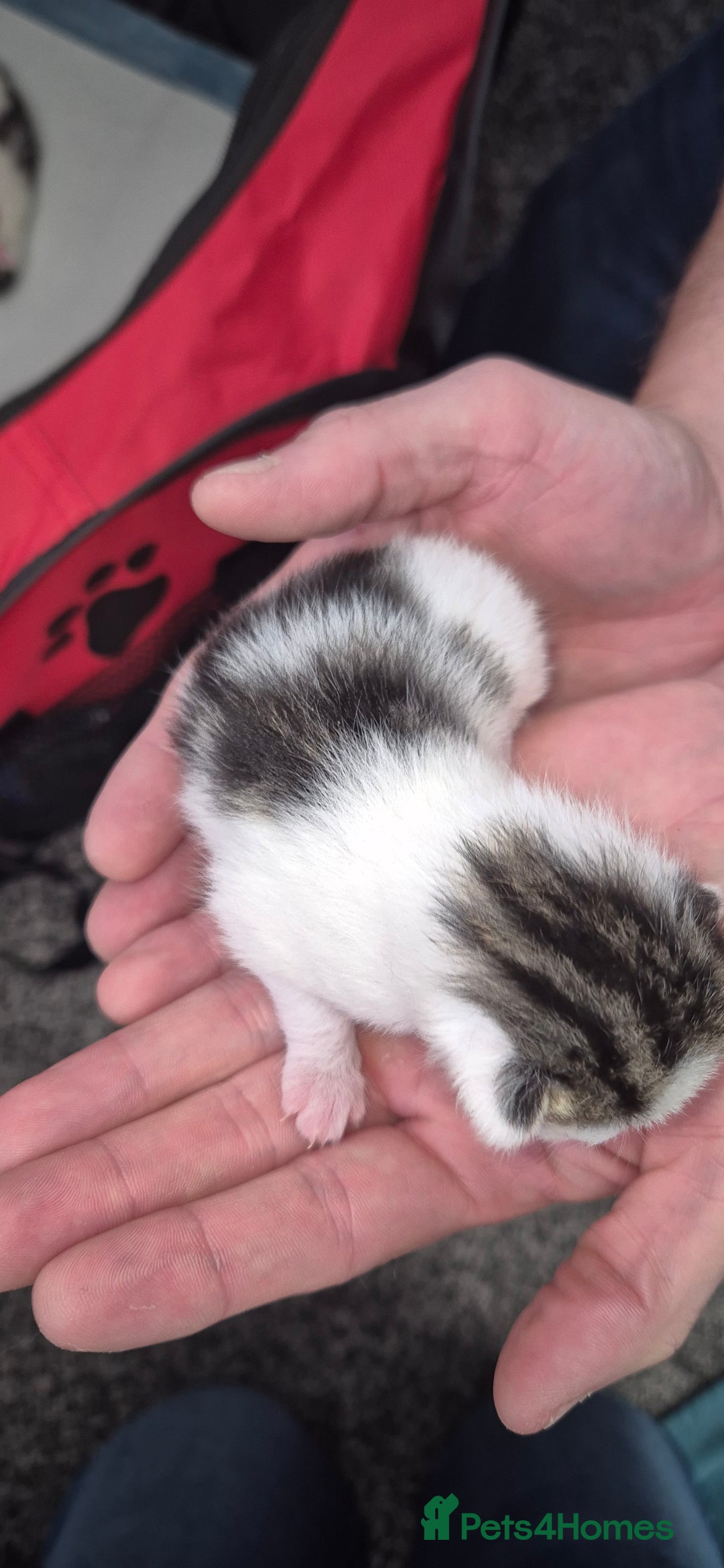 Mixed Breed cats for sale: Kittens for sale - Image 25