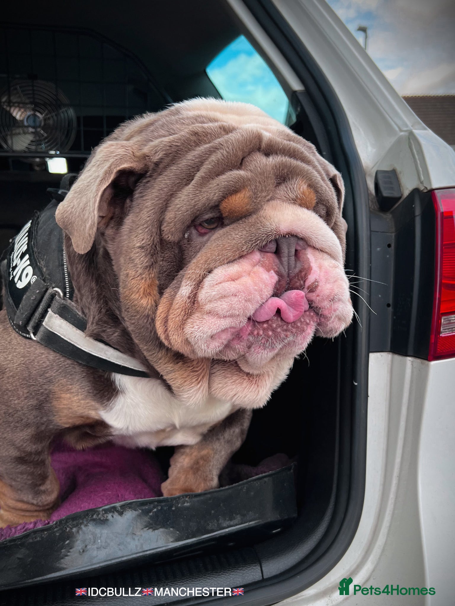 English Bulldog dogs Uncle Fester in Manchester - Advert 21