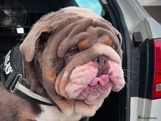 English Bulldog dogs Uncle Fester in Manchester - Advert 3