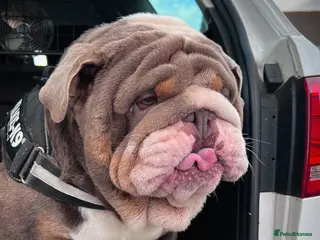 English Bulldog dogs Uncle Fester in Manchester - Advert 17