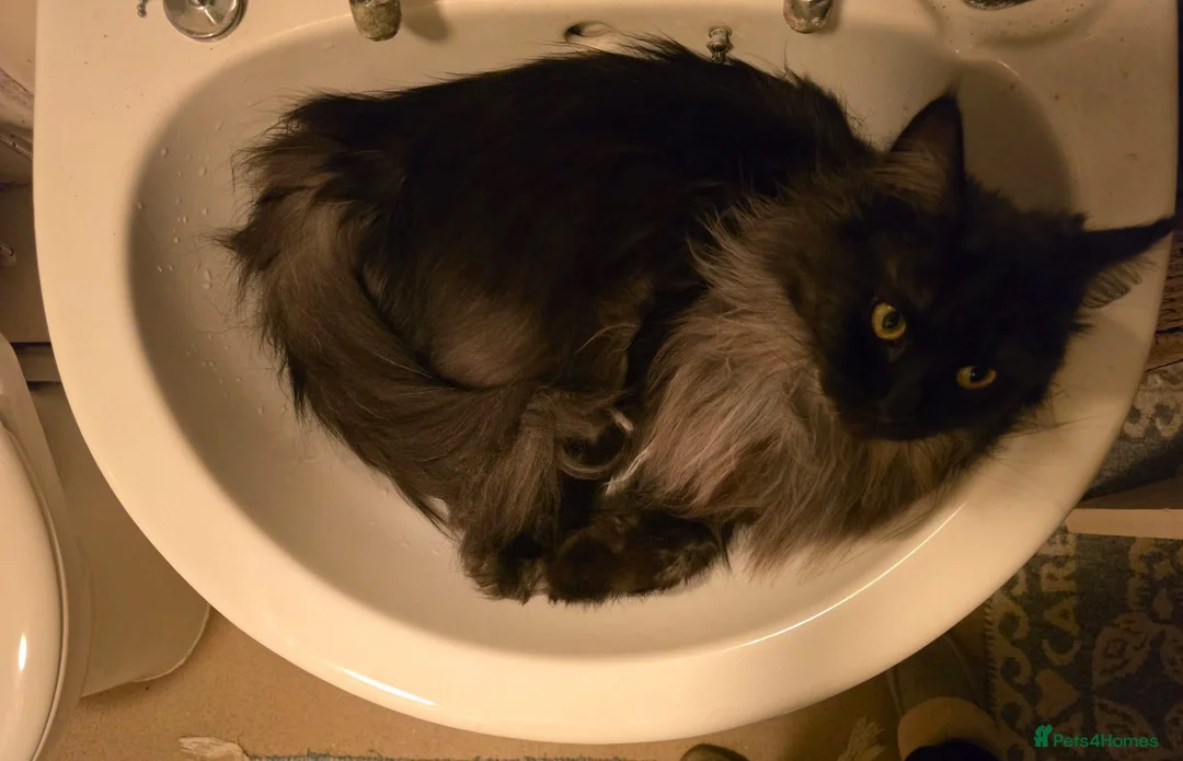 Maine Coon cats for sale: Female maine coon for rehoming - Advert 2