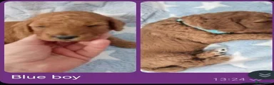 Cockapoo 5