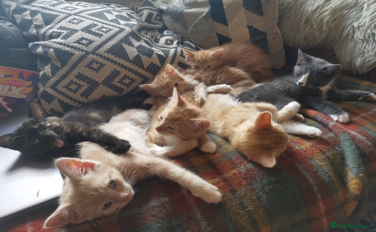Mixed Breed cats - Advert 7