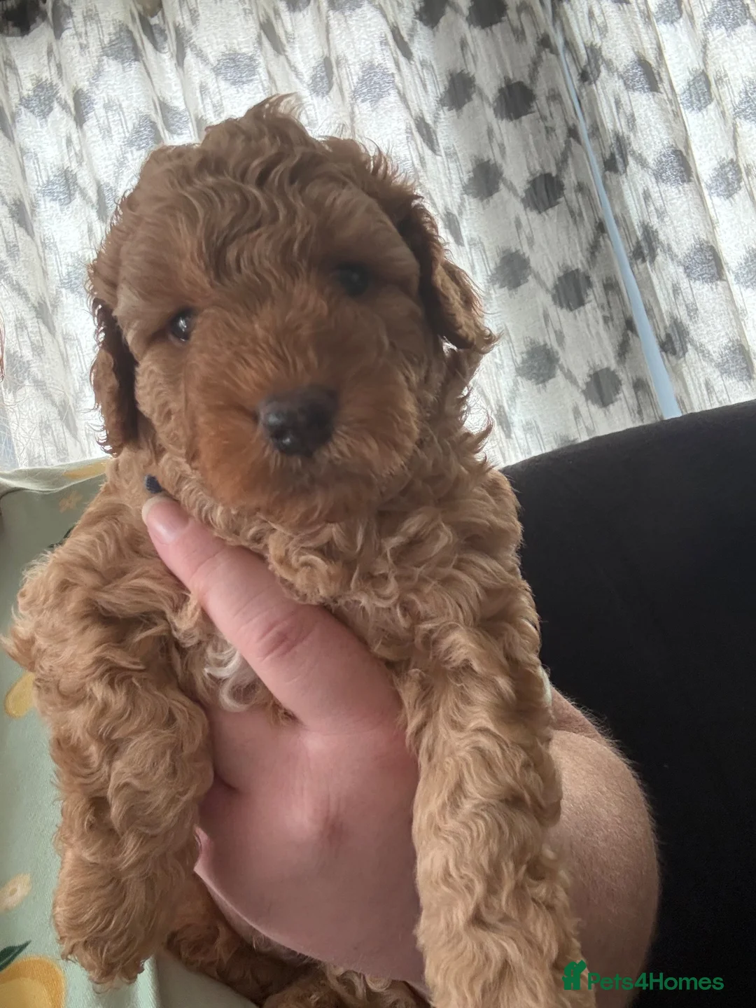 Mixed Breed dogs for sale: Beautiful F1B Patterpoo Pups for Sale - Advert 1