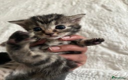 Maine Coon cats for sale: Adorable Kittens  - Image 24