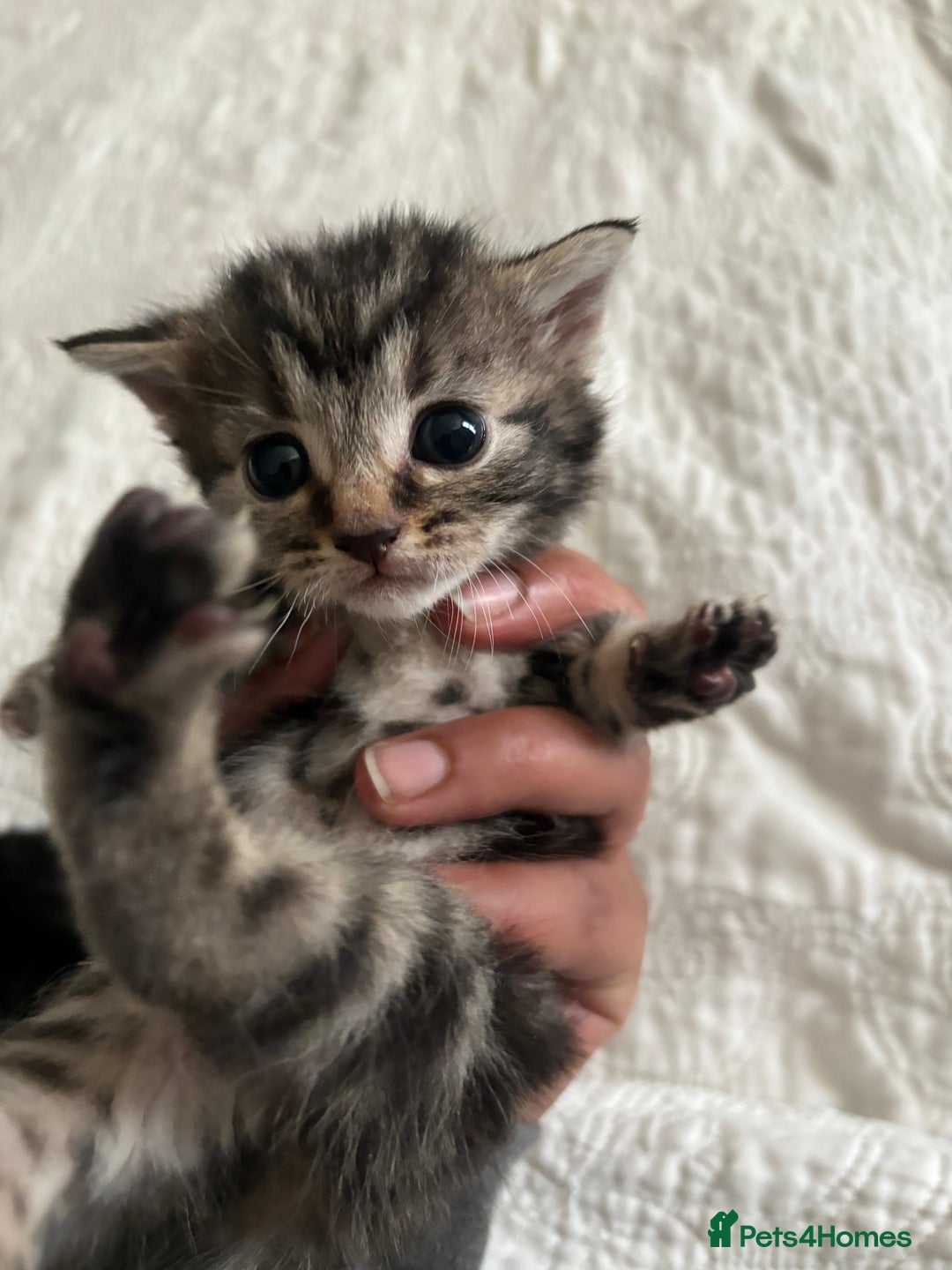 Maine Coon cats for sale: Adorable Kittens  - Image 24