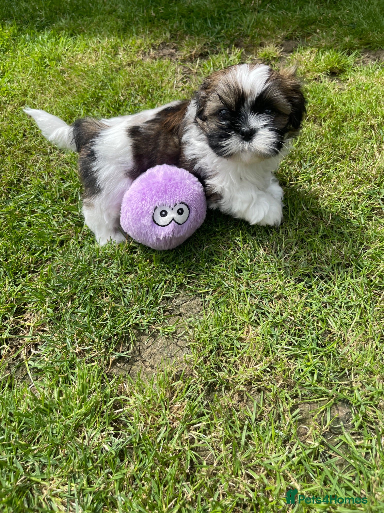 Shih Tzu dogs Imperial Shihtzu puppies for sale  - Advert 1
