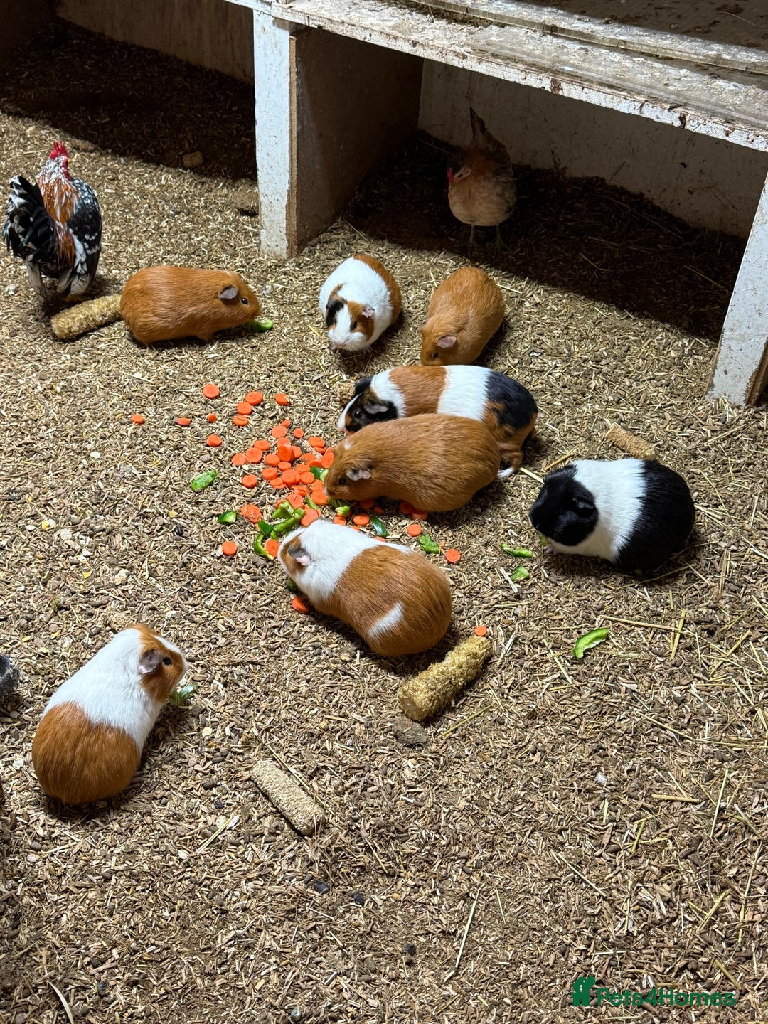 Guinea Pig rodents for sale: Guinea pigs 🐹 - Advert 15